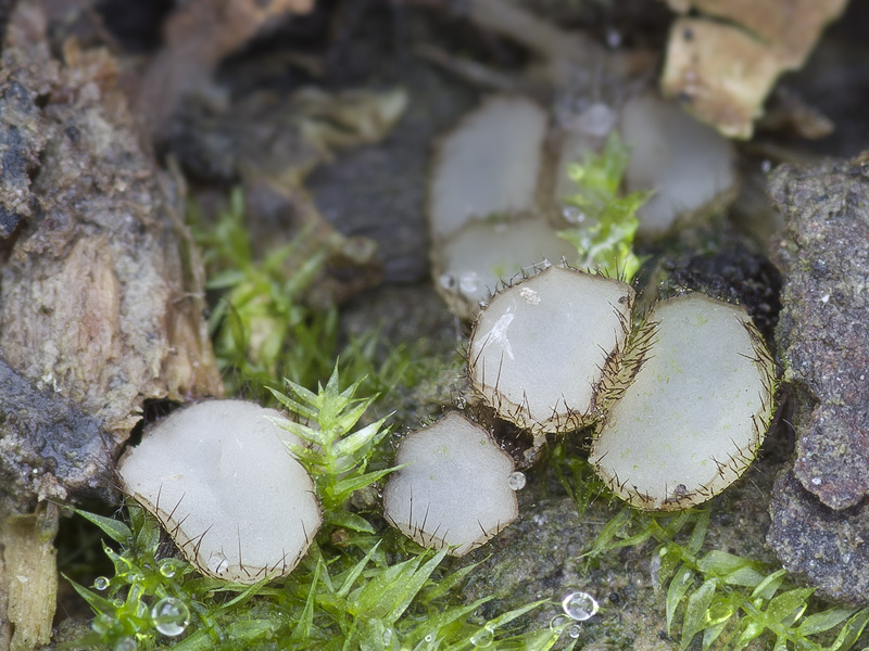 Trichophaeopsis bicuspis